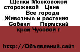 Щенки Московской сторожевой › Цена ­ 35 000 - Все города Животные и растения » Собаки   . Пермский край,Чусовой г.
